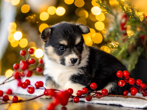 Christmas Pet Portraits