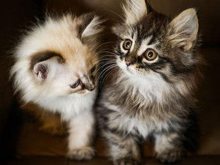 Mocha's Litter and Waitlist Update!