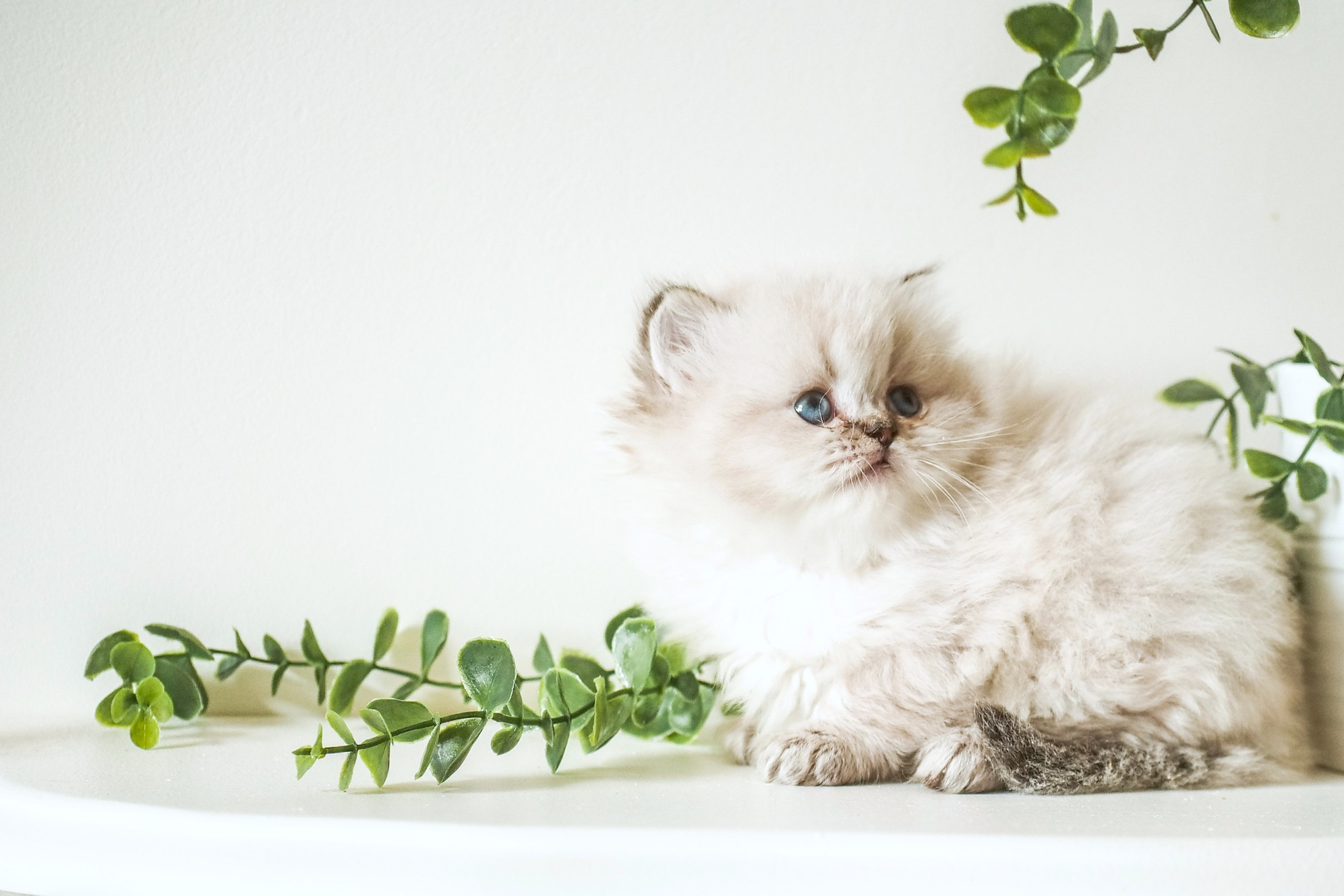 Munchkin persian kittens shop