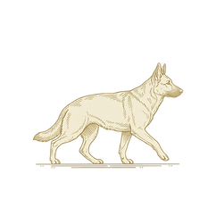 Illustration of dog walking forward representing daily exercise and movement.