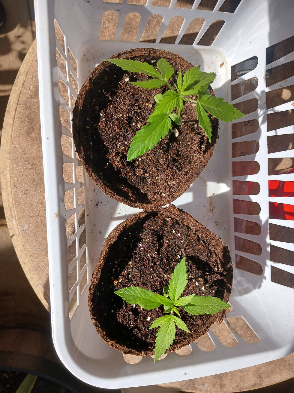 Early Seedlings in Peat Pots