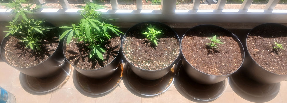 Transplanting to final pots