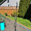 Thumbnail: Single cattails with 2 leaves 