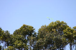 Narrabeen Hang Gliding (1).JPG