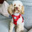 Thumbnail: ‘Roses are Red’ Luxury Corduroy Harness