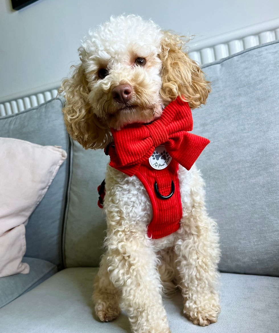 Thumbnail: ‘Roses are Red’ Luxury Corduroy Sailor Bow Tie