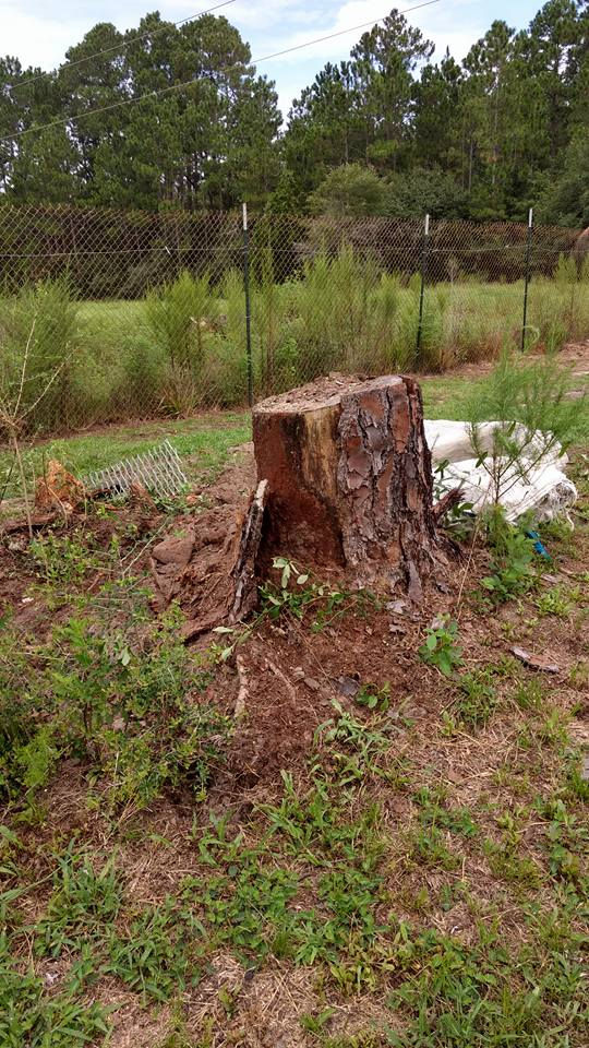 20638274_10155643207617241_1163736899904542069_n