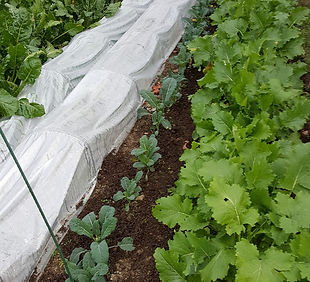Organic Vegetable Gardens.jpeg