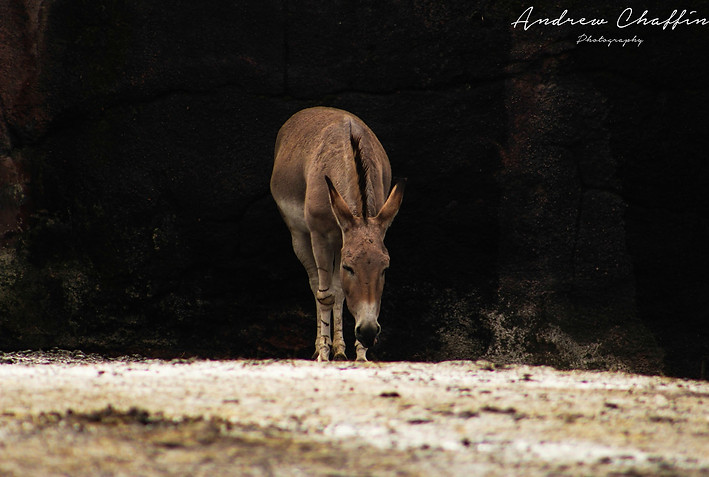 A Donkey at the Saint Louis Zoo in Missouri
