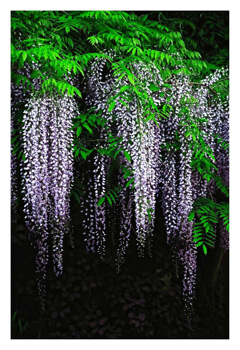 Purple rain Crédit photo : C. Fabre