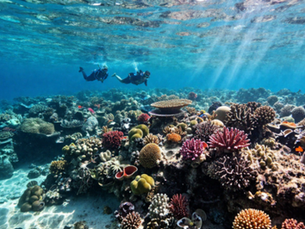 Best Things to Do in Curaçao Snorkeling
