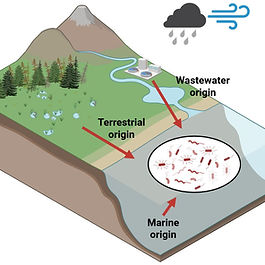 Where do these pathogens and ARGs in coastal areas come from?
