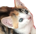 図24.png
