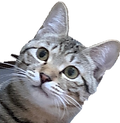 図8_.png