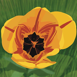 tulipe_edited.jpg