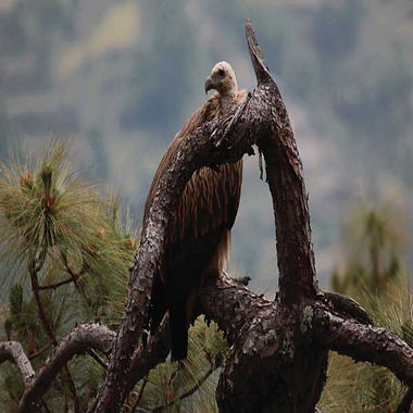 Bird Watching
