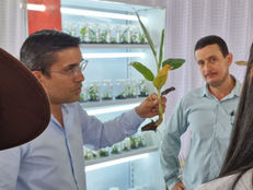 Rurópolis realiza Primeiro Simpósio e Dia de campo sobre bananicultura