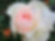 Rose du jardin