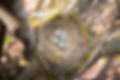 Nest.png