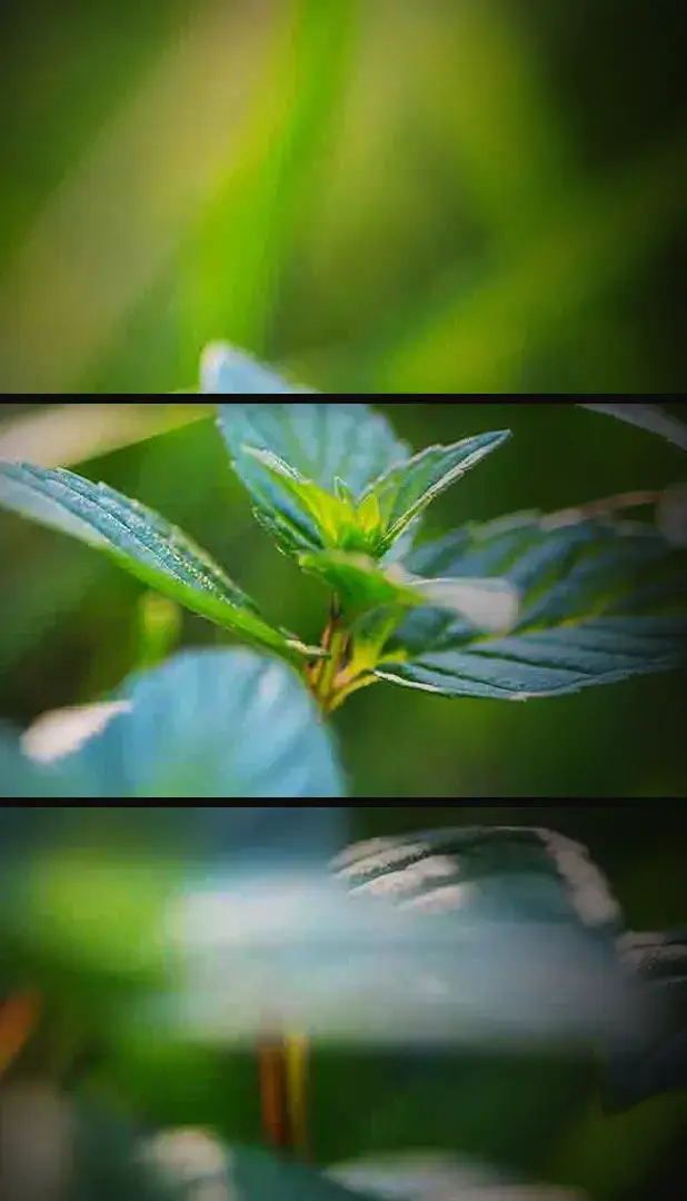 Pyramide de parfums dans un erlenmeyer du Parfum d'ambiance Mint Oil