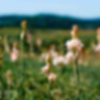 Raumduft-Tuberose-Duftpyramide zur Raumbeduftung von Duftmarketing by REIMA AirConcept