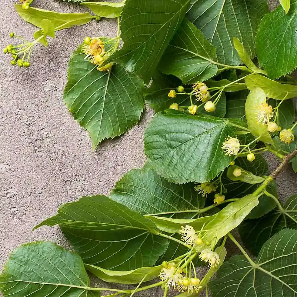 Fragranza fortemente aromatica di fiori di tiglio dal carattere calmante.