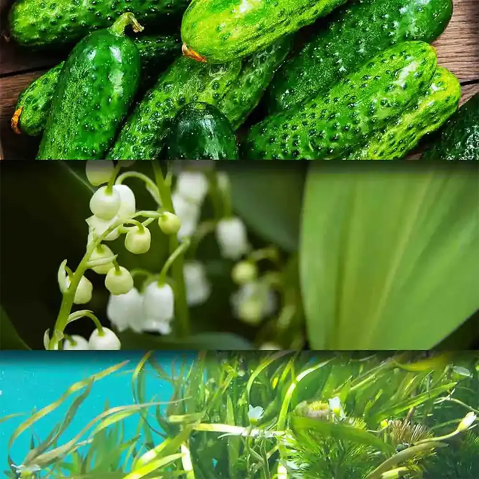 Note delicate di alghe marine, muschio e legno di cedro con mughetto e cetriolo