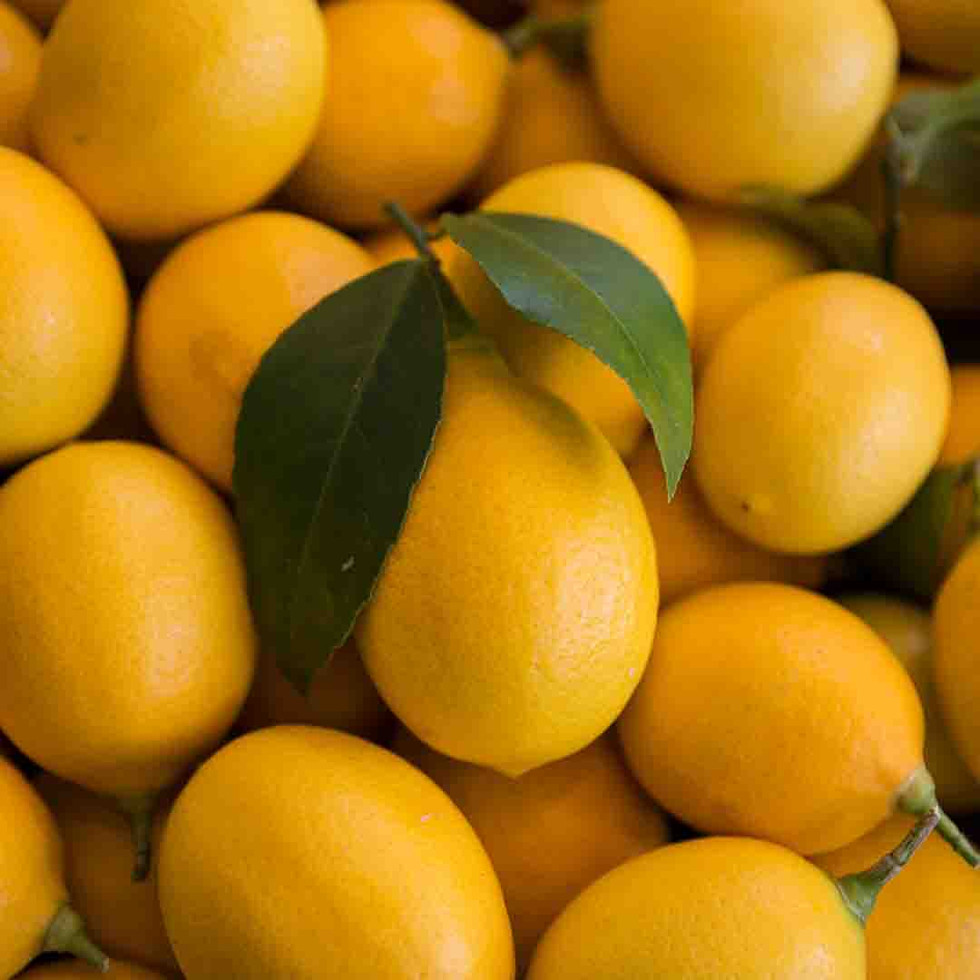 Raumduft-Lemon Oil-Duftpyramide zur Raumbeduftung von Duftmarketing by REIMA AirConcept