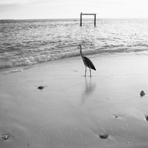 فنون جزر المالديف