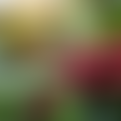 Caffè e sostenibilità ambientale: il segreto che nessuno ti ha mai svelato