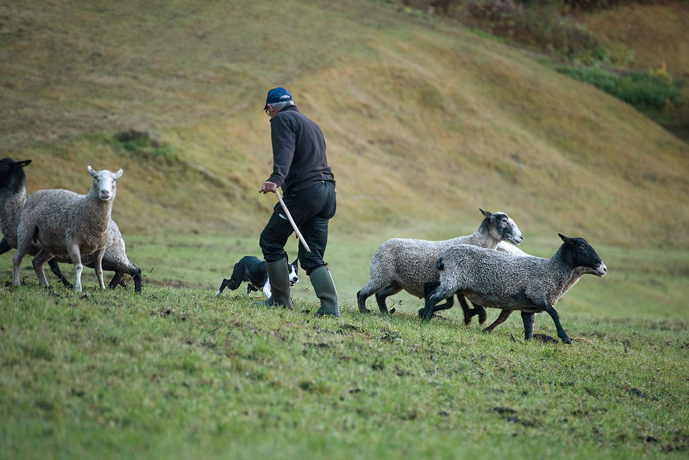 Huetehund_KatharinaFavre_DSC_6699.jpg