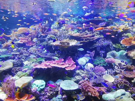 Coral reef
