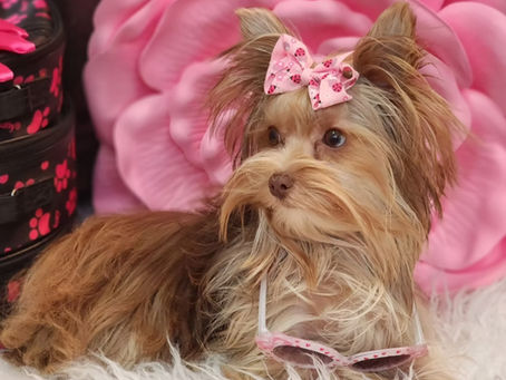 Exotic Yorkie puppy