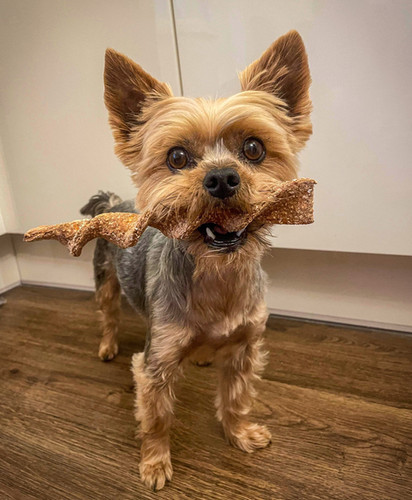 Haircut Styles Teddy Bear Morkie Puppies Buy Morkie Puppy Cut Hotsell