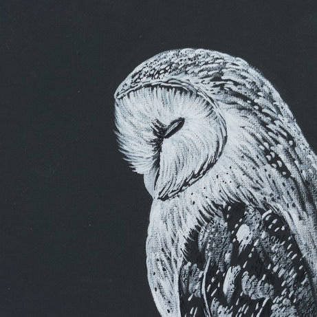 BarnOwl.jpeg