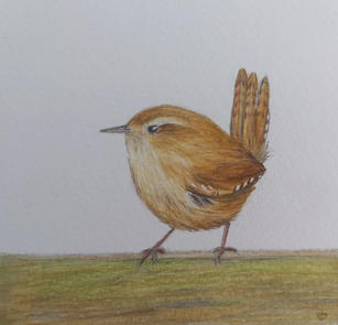 Wren.jpeg