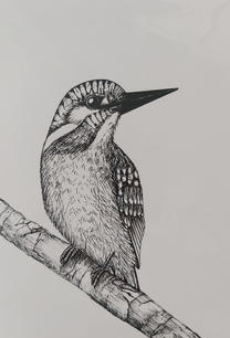 Kingfisher in pen.jpeg