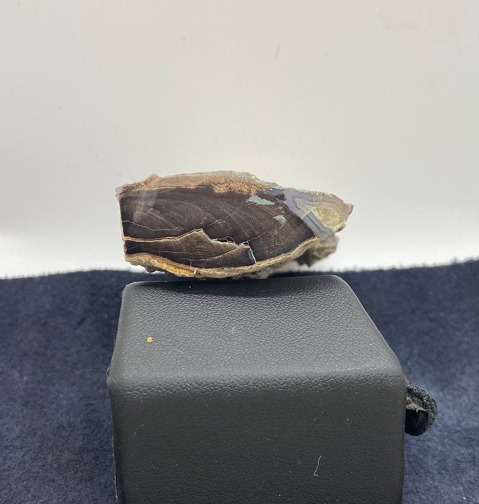 Thumbnail: Wyoming Blue Forest Petrified Wood (Medium)