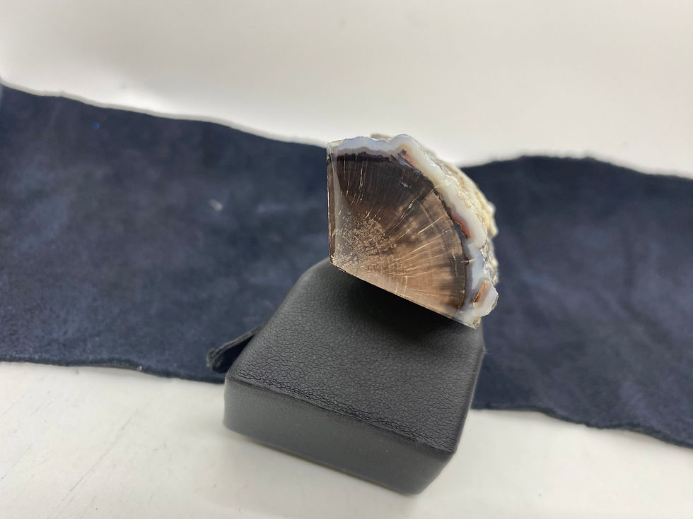 Thumbnail: Wyoming Blue Forest Petrified Wood (Large)