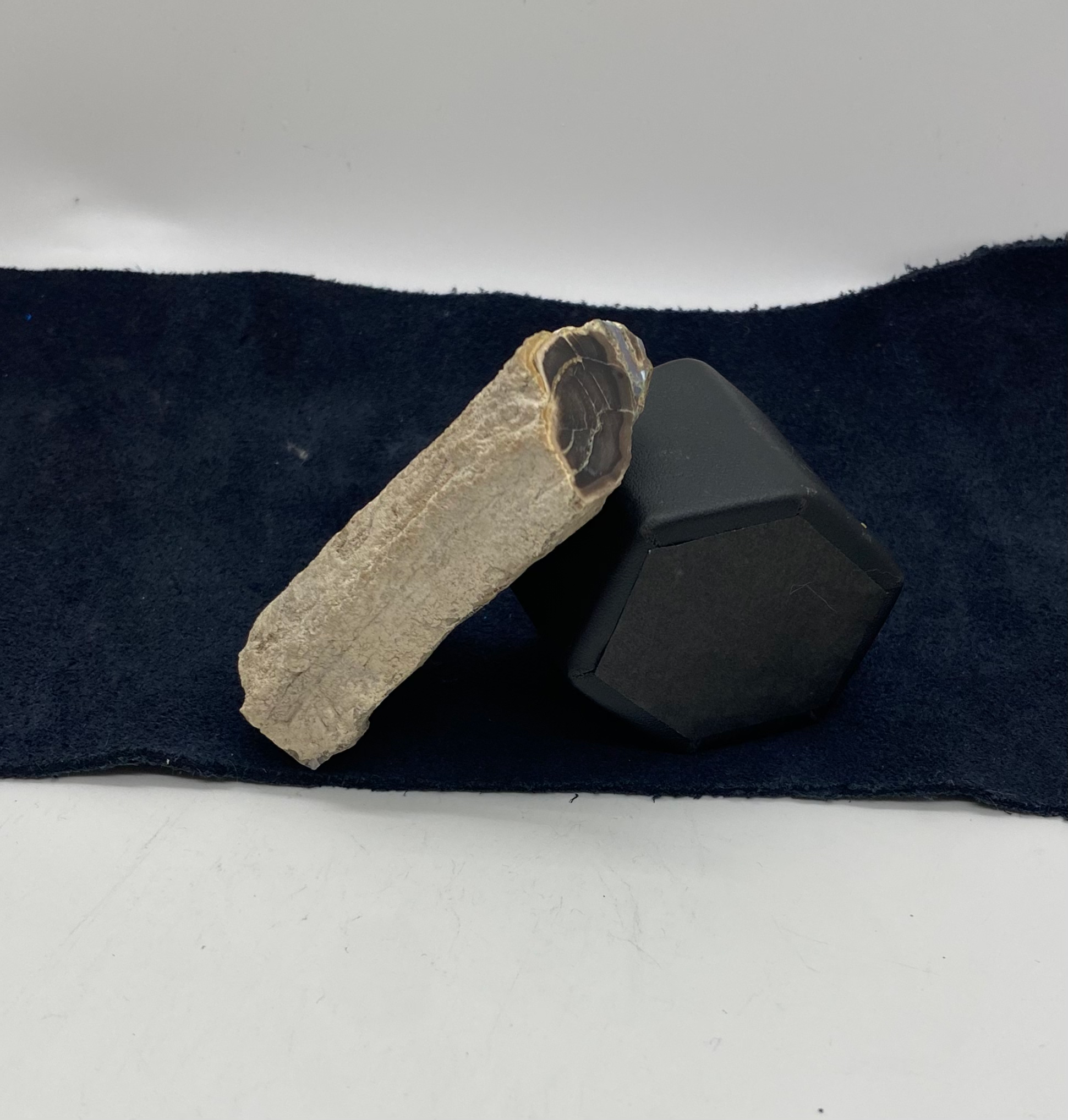 Wyoming Blue Forest Petrified Wood (Medium)