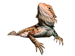 pngfuel.com (1).png