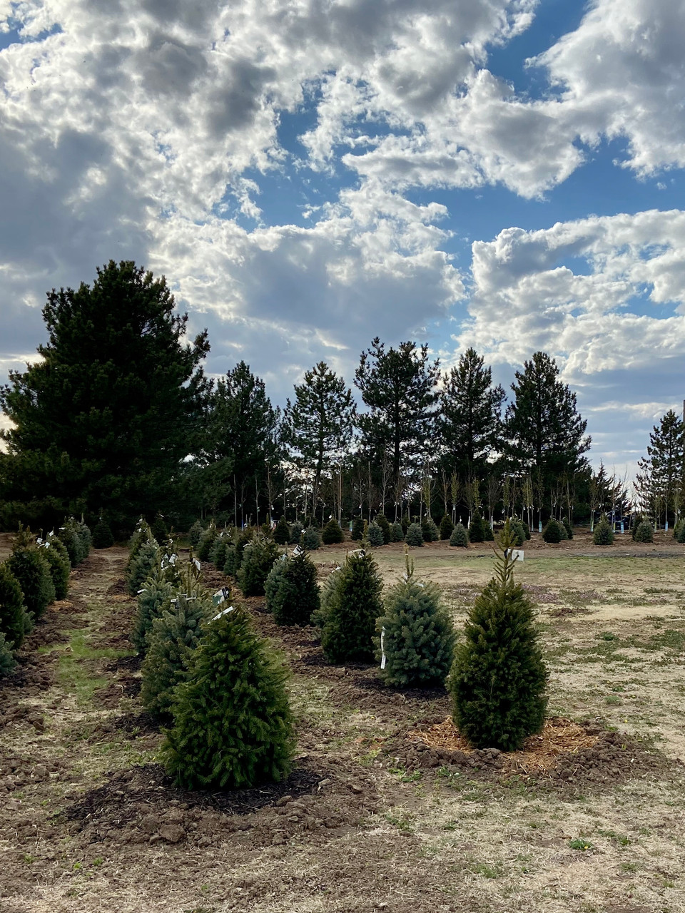 Nursery Mysite