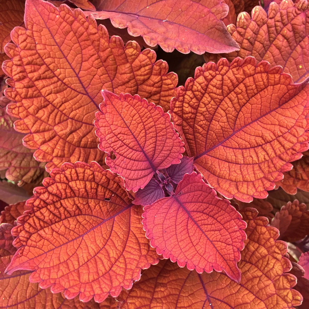 Coleus - Main St Wall St - 6" Pot