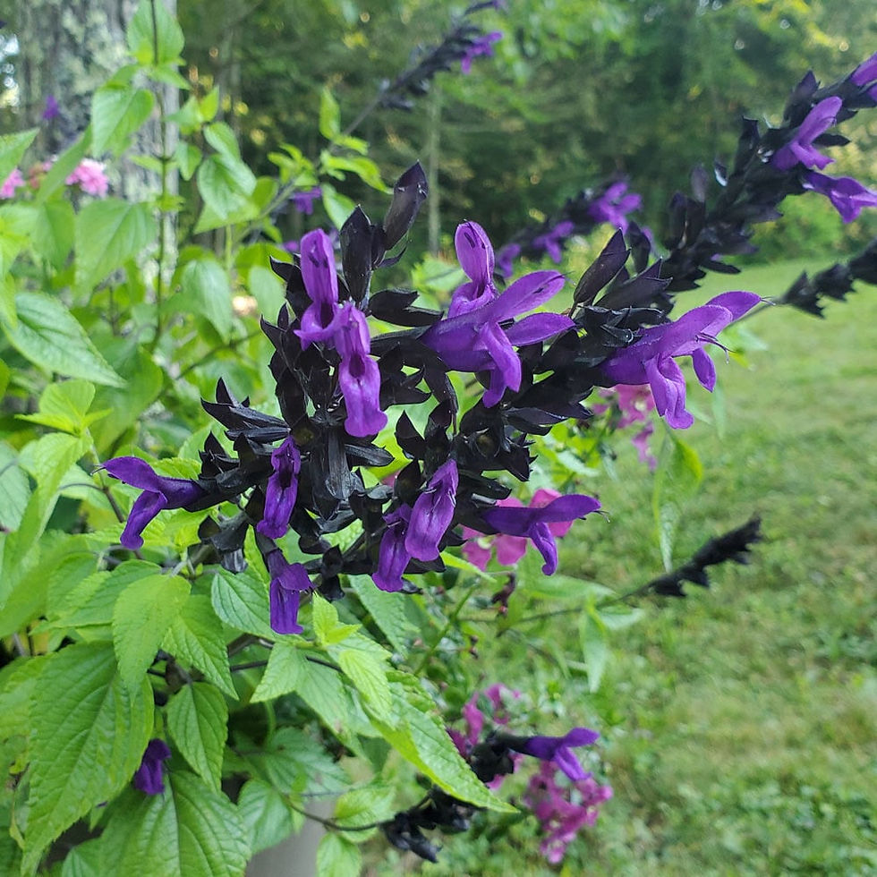 Salvia - Bodacious Hummingbird Falls - 6" Pot