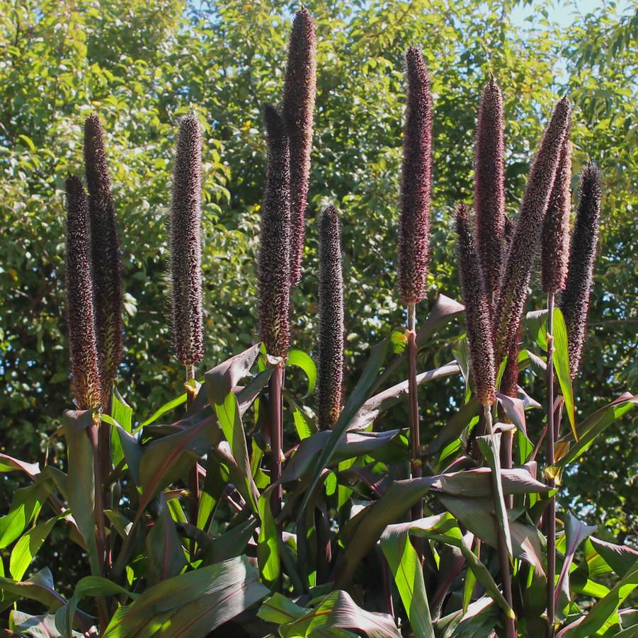 Millet Grass - Purple Baron - 6" Pot