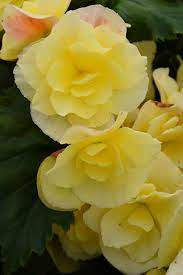 Begonia - Solelia Yellow - 6"Pot