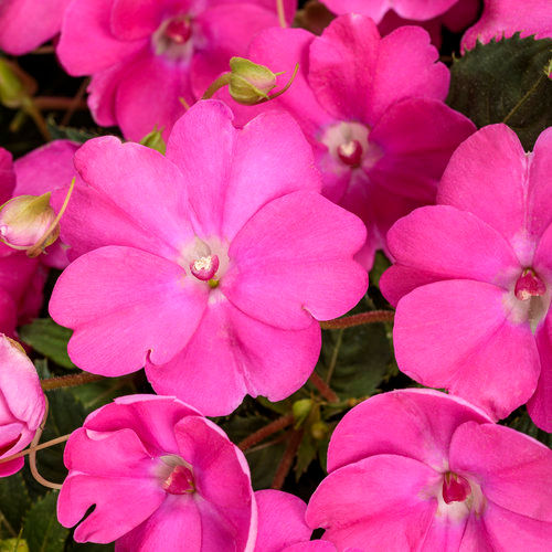 Sunpatiens - Hot Pink - 6" Pot