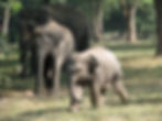 Bandhavgarh
