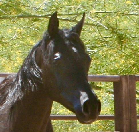 Thumbnail: AZ Royal Emir -COOLED SEMEN