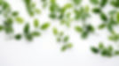 green-leaves-white-background.jpg